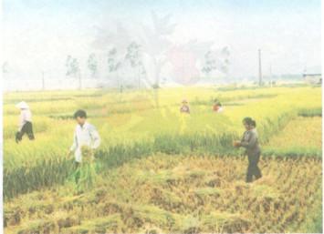 Giải bài tập SGK Khoa học 4