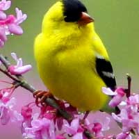 Giải bài tập Ngữ văn lớp 7 bài 15: Mùa xuân của tôi