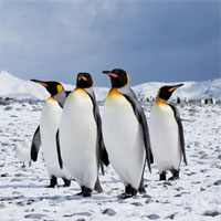 Tập bản đồ Địa lý lớp 7 bài 47: Châu Nam Cực - châu lục lạnh nhất thế giới