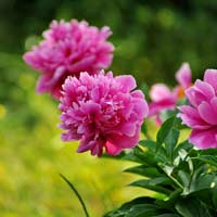 Đề thi giữa học kì 2 môn Tiếng Việt lớp 5 trường Tiểu học Vạn Phúc, Hải Dương năm 2017 - 2018