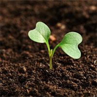 Tập bản đồ Địa lý lớp 6 bài 26: Đất. Các nhân tố hình thành đất