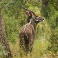 Tập bản đồ Địa lý lớp 6 bài 27: Lớp vỏ sinh vật. Các nhân tố ảnh hưởng đến sự phân bố thực, động vật