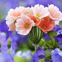 Toán lớp 2 nâng cao chương 11: Tính chất phép cộng - trừ