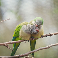 Trên đường đi học về, em nghe được cuộc trò chuyện của hai chú chim. Em hãy tưởng tượng và kể lại câu chuyện đó