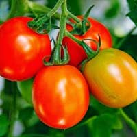 Giải bài tập SGK Khoa học 4 bài 59: Nhu cầu chất khoáng của thực vật