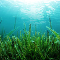 Trắc nghiệm Sinh học 6 bài 37: Tảo