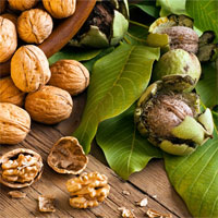 Trắc nghiệm Sinh học 6 chương 7: Quả và hạt