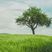 Luyện từ và câu lớp 2: Mở rộng vốn từ: Từ ngữ về cây cối