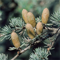 Trắc nghiệm Sinh học 6 bài 40