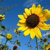 Trắc nghiệm Sinh học 6 bài 41