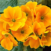 Trắc nghiệm Sinh học 6 bài 42