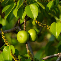 Trắc nghiệm Sinh học 6 bài 43