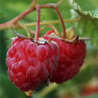 Trắc nghiệm Sinh học 6 bài 44