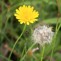 Toán lớp 2 nâng cao chương 13: Điền giá trị thích hợp