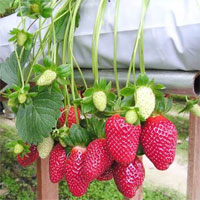 Trắc nghiệm Sinh học 6 bài 45