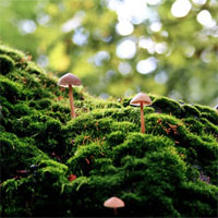 Trắc nghiệm Sinh học 6 chương 8: Các nhóm thực vật