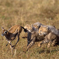 Trắc nghiệm Sinh học lớp 11 bài 31: Tập tính ở động vật