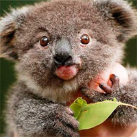 Trắc nghiệm Sinh học lớp 11 bài 32: Tập tính ở động vật (tiếp theo)