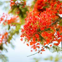 Chính tả lớp 2: Nghe - viết Hoa phượng