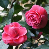 Tập làm văn lớp 2: Đáp lại lời chia vui