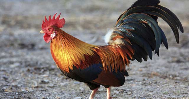 Lập dàn ý tả con gà trống