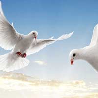 Lập dàn ý cho bài văn miêu tả một chú chim bồ câu lớp 4