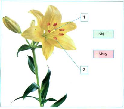 Giải bài tập Khoa học 4