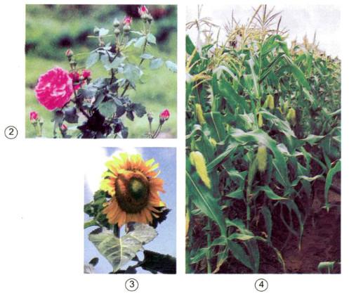 Giải bài tập Khoa học 4