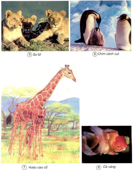 Giải bài tập Khoa học 4