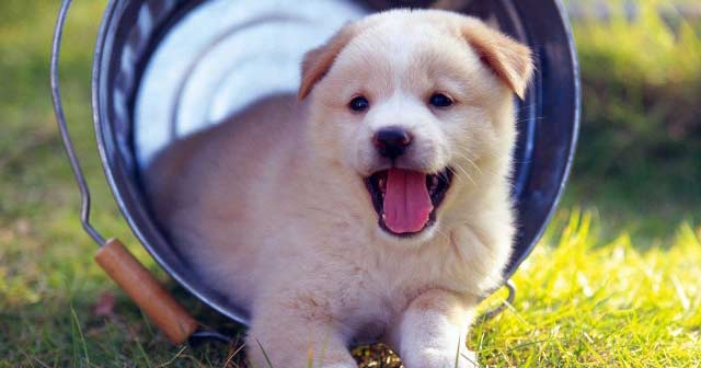 Bài kiểm tra tả con vật lớp 5