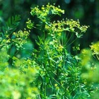 Giải bài tập SGK Khoa học 4 bài 61: Trao đổi chất ở thực vật