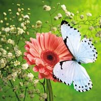 Chính tả lớp 2: Nghe - viết: Cháu nhớ Bác Hồ