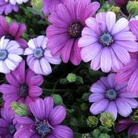 Toán lớp 2 nâng cao chương 15: Phép nhân phạm vi 5