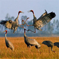 Tập bản đồ Địa lý lớp 8 bài 37: Đặc điểm sinh vật Việt Nam