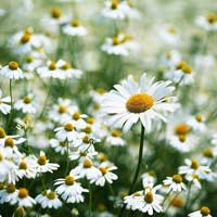 Đề thi học kì 2 môn Tiếng Việt lớp 5 năm 2018 theo Thông tư 22