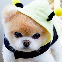 Văn mẫu lớp 9: Tả con chó