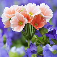 Đề ôn thi học kì 2 lớp 4 môn tiếng Anh chương trình thí điểm