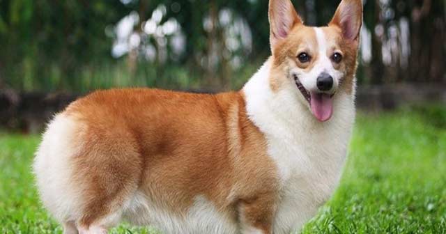 Tả hoạt động của con vật