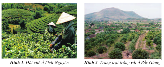 Giải bài tập SGK Địa lí 4 bài 4: Trung du Bắc Bộ