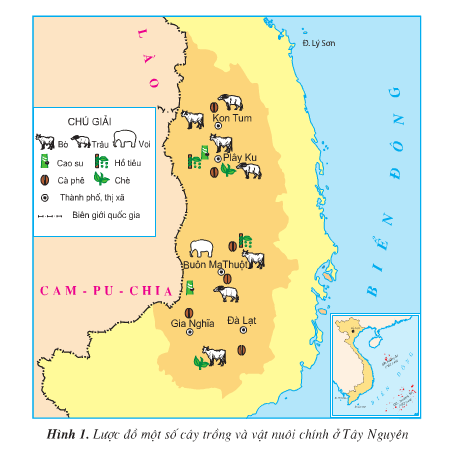 Giải bài tập SGK Địa lí 4 bài 7: Hoạt động sản xuất của người dân ở Tây Nguyên