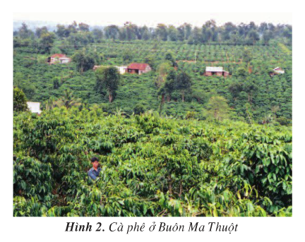 Giải bài tập SGK Địa lí 4 bài 7: Hoạt động sản xuất của người dân ở Tây Nguyên