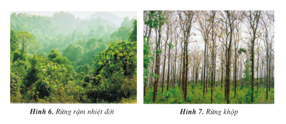 Giải bài tập SGK Địa lí 4 bài 8: Hoạt động sản xuất của người dân ở Tây Nguyên (Tiếp theo)