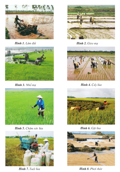 Giải bài tập SGK Địa lí 4 bài 13: Hoạt động sản xuất của người dân ở đồng bằng Bắc Bộ