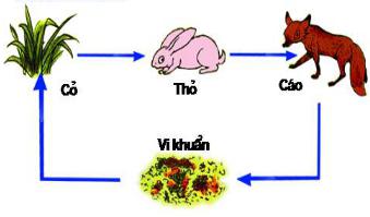 Đề thi học kì 2 môn Khoa học lớp 4