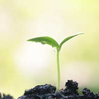 Giải bài tập SGK Khoa học 4 bài 65: Quan hệ thức ăn trong tự nhiên