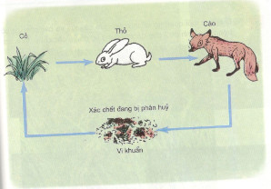 Giải sách Khoa học 4 tập 2