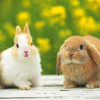 Ôn tập cuối học kì 2 Tiếng Việt lớp 4 - Tiết 8