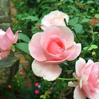 Khoa học lớp 5 bài 70 Ôn tập và kiểm tra cuối năm