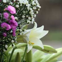 Giải bài tập SGK Khoa học 4 bài 67, 68: Ôn tập thực vật và động vật