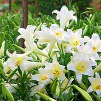 Giải vở bài tập Toán 3: Tự kiểm tra chương 5